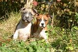 AMSTAFF  PUPPIES 272